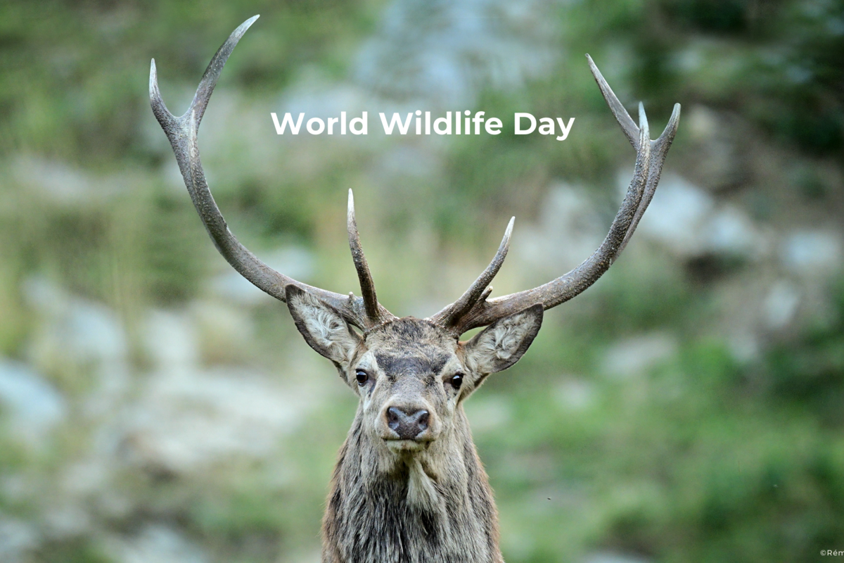 Journée mondiale de la vie sauvage: 17 projets sélectionnés pour une cohabitation homme-faune sauvage plus harmonieuse